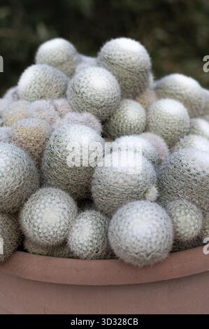 Kugelförmige Kakteen-Ausstellung auf der Tischplatte, gemütliches Ambiente im Innenbereich mit Kakteen im Topf, modernes Interieur mit gestapelten globesförmigen Kakteen in Terrakotta-Töpfen Stockfoto
