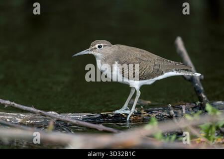 Sandpiper; Actitis hypoleucos; at Water's Edge; Standing on Twig; UK Stockfoto