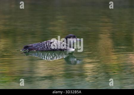 Great Northern Diver; Gavia immer; in Partial Summer Plummage; Großbritannien Stockfoto