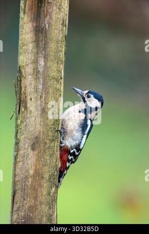 Großspecht; Dendrocopos Major; weiblich; auf der Post; Großbritannien Stockfoto