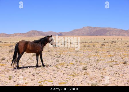 Wildes Pferd in der Namib-Wüste Nambia Stockfoto