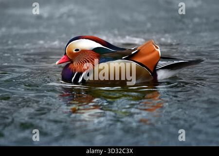 Männliche Mandarinenente (Aix galericulata) schwimmt in einem Teich Stockfoto