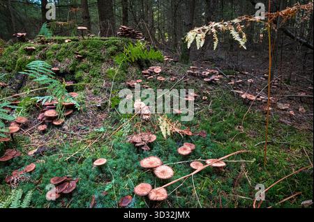 Honig-Pilzhaufen - Armillaria mellea - auf moosigem Waldboden in dunklen, geheimnisvollen Wäldern in der Nähe von Brockenhurst, New Forest, Hampshire Stockfoto