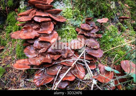 Ansammlung reifer Honigpilze (Armillaria Mellea) auf moosigem Waldboden in dunklen Nadelwäldern in der Nähe von Brockenhurst, New Forest, Hampshire Stockfoto