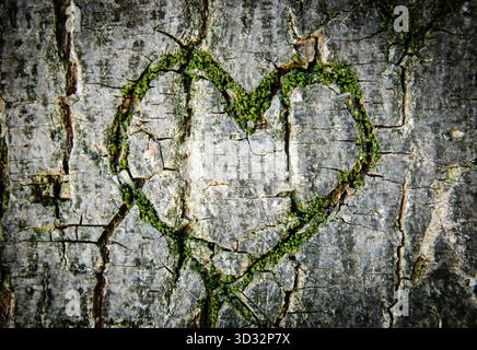 Moosgewachsenes Herz auf zerrissener Baumrinde. Symbol der wahren Liebe - in Krankheit und Gesundheit, in guten und schlechten Zeiten, in Freude und in Trauer. Sh Stockfoto