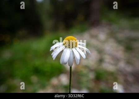 Makrofoto eines einzelnen Gänseblümchens auf dem Asiago-Plateau, Italien. Die gelbe Mitte und die weißen Blütenblätter heben sich deutlich von einem weich verschwommenen natürlichen Rücken ab Stockfoto