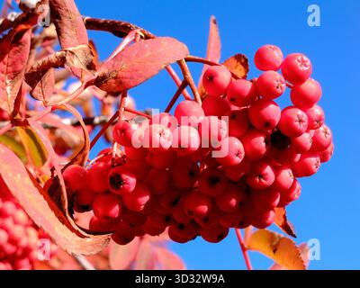 Vogelbaum in herbstroten Farben. Stockfoto