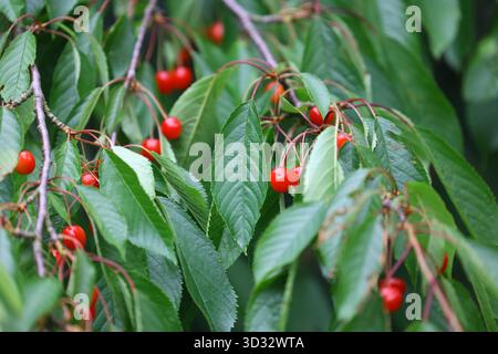 Kleine rote Wildkirschen auf einem Zweig mit dichten grünen Blättern und verschwommenem Vordergrund – natürliche Sommerszene Stockfoto
