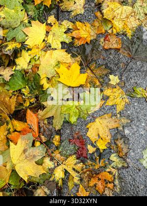Verschiedene farbige gefallene Blätter in Gelb-, Orange- und Grüntönen, die nach Regenfällen auf nassem Gehweg verstreut sind und das Wesen des Herbstwetters einfangen Stockfoto