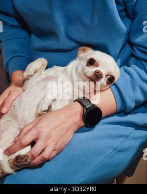 Chihuahua-Hund chillt an den Händen seines Besitzers. Weißer kleiner Hund, der auf dem Rücken liegt und den Bauch nach oben zeigt. Stockfoto