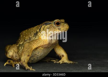 Bufo bankorensis, Formosa-Kröte endemische Froscharten in Taiwan Stockfoto