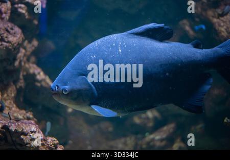 Colossoma macropomum ist eine Art von Süßwasser-Rochenflossen-Fischen aus der Unterfamilie Serrasalminae, der Familie Characidae, der einzigen Art der Gattung Colossoma. Stockfoto
