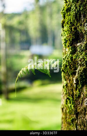 Nahaufnahme eines jungen Farnblattes, das aus einem moosbedeckten Baumstamm in einem üppig grünen Wald wächst, in weichem natürlichem Licht erfasst. Stockfoto