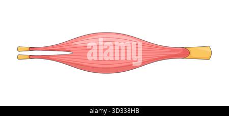 Menschlicher Muskel in entspannter Verengung 2D-Vektorillustration Stock Vektor