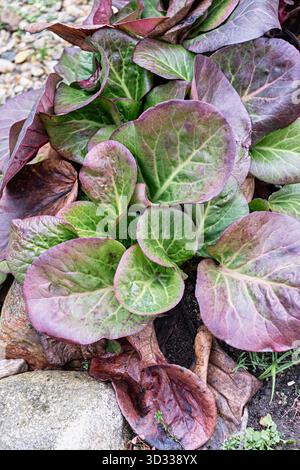 Große grüne und violette Blätter von bergenia (Badan), einem Heilkraut, das wegen seiner heilenden Eigenschaften geschätzt wird. Ideal für Botanik, Garten, Kräuter und Wellness c Stockfoto