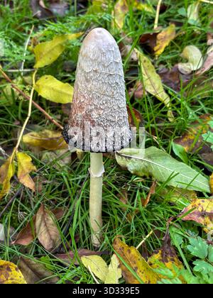Der zottelige Tuschenkappen-Pilz, der Körperpilz fruchtet. Auch bekannt als Anwaltsperücke oder zottelige Mähne. Stockfoto