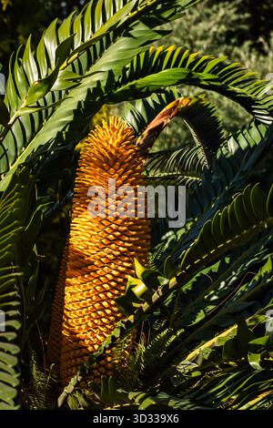 Blumen Pflanzen und Bäume aus dem Botanischen Garten von Durban, RSA Stockfoto