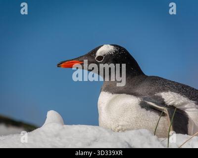 Ein Gentoo-Pinguin posiert für ein Porträt. Wenn sie im Meer nach Nahrung suchen, lauern immer ihre Raubtiere (Wale und Leoparden). Stockfoto