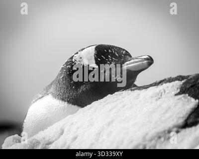 Ein Gentoo-Pinguin posiert für ein Porträt. Wenn sie im Meer nach Nahrung suchen, lauern immer ihre Raubtiere (Wale und Leoparden). Stockfoto