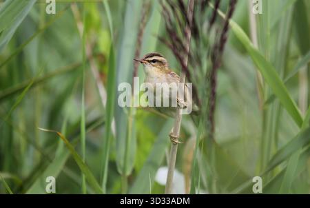 Sedge Warbler, Acrocephalus schoenobaenus, unter den Schilfen in Suffolk, England. Stockfoto
