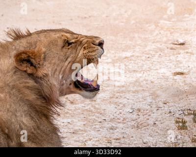 Brüllende Löwin (Phanthera leo) mit weit geöffnetem Mund, fotografiert im Etosha National Park. Der Etosha Park liegt im Norden Namibias. Stockfoto