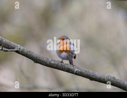 Europäischer robin Erithacus rubecula, stehend auf Baumzweig singend, Cleveland, England, Großbritannien, Februar. Stockfoto