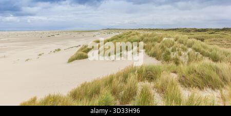 Panorama des Grases auf den Dünen von Borkum, Deutschland Stockfoto