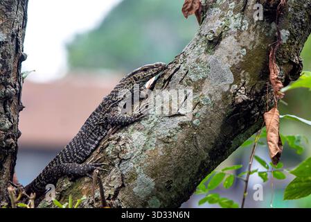 Gefleckter Monitor Echsenkletterbaum in natürlicher Outdoor-Umgebung mit Tarnfarbe auf Rinde Stockfoto