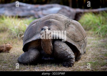 Majestätische Aldabra-Riesenschildkröte in Natural Habitat, friedlich durchstreifend unter üppiger grüner Umgebung und sanftem Tageslicht auf einer tropischen Insel Stockfoto