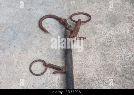 Wiegewaage Für Dachschweine. Die konventionelle Art, Schweine zu wiegen. Stockfoto