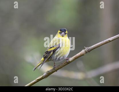 Eurasische siskin Carduelis spinus, männlich auf Baumzweig, Tyne and Wear, England, Großbritannien, März. Stockfoto