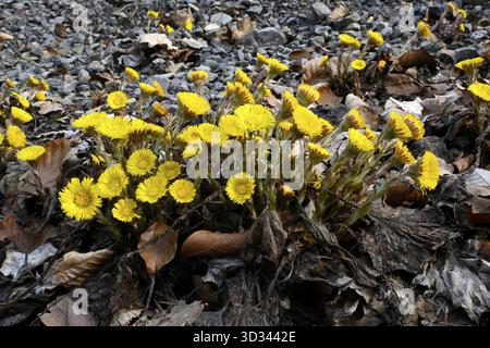 Huflattich (Tussilago Farfara) Stockfoto