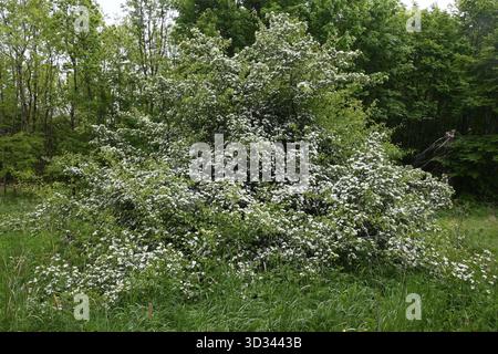 Blühender Weißdorn (Crataegus) Stockfoto