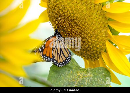 Sonnenblumen und Monarchschmetterling Stockfoto