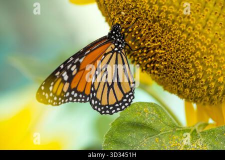 Monarch-Schmetterling schlürft an einer Sonnenblume Stockfoto