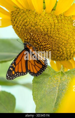 Sonnenblumen- und Monarchschmetterlingsfütterung Stockfoto