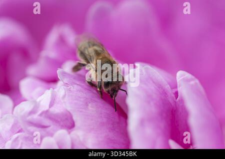 Eine Makroaufnahme zeigt eine Biene, die eine leuchtende rosafarbene Pfingstrosenblüte erforscht und ihre zarten Blütenblätter und die komplizierten Details des Insekts zeigt Stockfoto