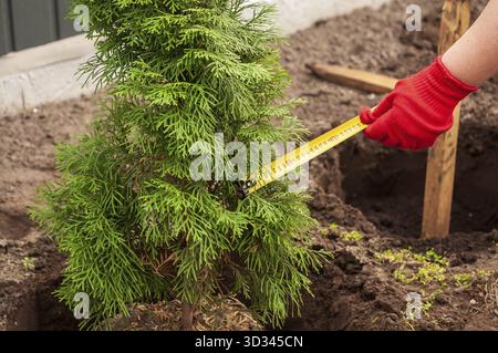 Messung der Breite eines smaragdgrünen arborvitae-Baumes vor dem Einpflanzen in vorbereiteten Boden mit roter Hand, die ein gelbes Maßband hält Stockfoto