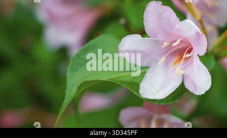 Ein Nahaufnahme-Foto zeigt eine Weigela-Blume mit zarten rosa Blüten und einem leuchtend grünen Blatt in weichem, diffusem Sonnenlicht Stockfoto