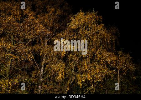 Silberne Birken im Herbst, beleuchtet bei Nacht mit LED-Beleuchtung. Stockfoto