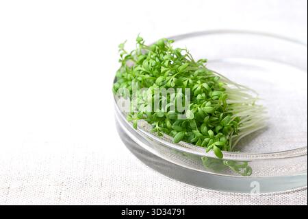 Frische Gartenkresse, Sprossen in flacher Glasschale auf Bettwäsche, Nahansicht von vorne. Auch Kresse, Pfefferkraut oder Pfeffergras genannt. Grüne Setzlinge. Stockfoto