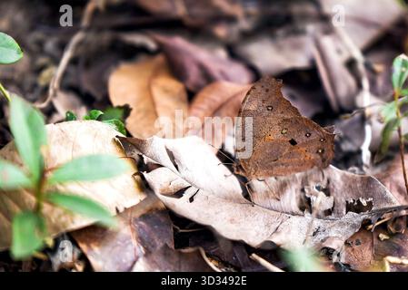 Nahaufnahme Von Braunen Trockenen Blättern Auf Waldboden Mit Grünen Sprossen Im Hintergrund Stockfoto