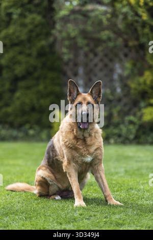 Älterer Schäferhund, der auf Gras ruht. Ganzkörper-Porträt Stockfoto