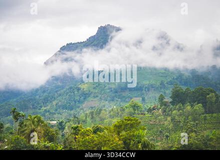 Nebelige Hügel und Grünteeplantagen in Sri Lanka während des Regens. Stockfoto