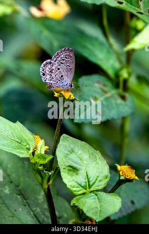 Kleiner Blauer Schmetterling Auf Grünem Blatt In Weichem Natürlichem Licht Im Garten-Makro Stockfoto