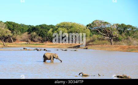 Malerischer Blick auf eine Herde Wasserbüffel, die mit einem asiatischen Elefanten im Vordergrund im Yala-Nationalpark, Sri Lanka, waldet Stockfoto