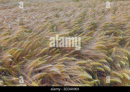 Die goldene Gerste (Hordeum vulgare) steht schwer und voll auf einem dänischen Feld, deren reife Samenköpfe sich anmutig unter dem Gewicht des Reifen Getreides verbeugen. Stockfoto