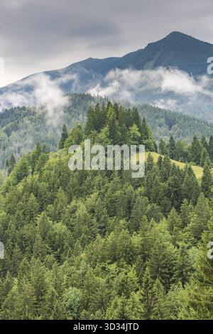Berghang mit niedriger Wolke im Wald Stockfoto