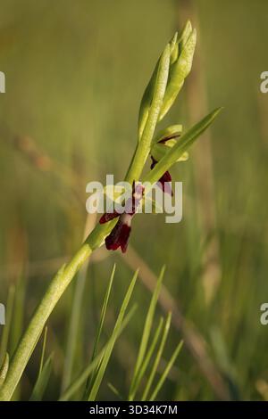 Fliegen Sie Orchideen, Ophrys Insektifera, in Naturum Takern Schweden Stockfoto