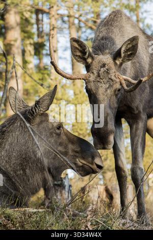 Elche oder Hirsche, Alces alces, Kuh liegend und Stier stehen, Herstellen von Sniffing, jede andere Nasen, Bild vertikal Stockfoto